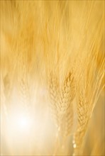 Closeup of wheat.