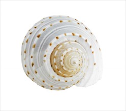 Spiral shell.