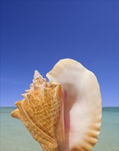 Still life of seashell.