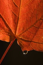 Closeup of fall leaf.
