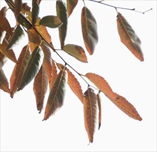 Closeup of autumn leaves.