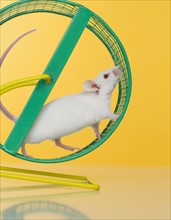 White mouse running on wheel.