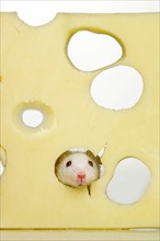 White mouse eating Swiss cheese.