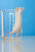 White mouse in lab.