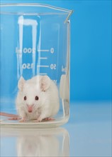 White mouse in lab.