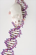 White mouse and DNA.