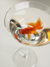 Goldfish swimming in martini glass.