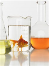 Goldfish swimming in lab beaker.