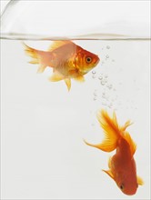 A pair of goldfish in a fishbowl.