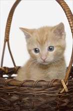 Portrait of kitten in a basket.