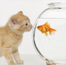 Kitten and goldfish looking at each other.