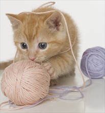 Kitten playing with ball of yarn.