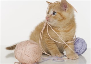Kitten playing with ball of yarn.