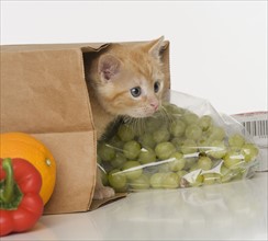 Kitten inside grocery bag.