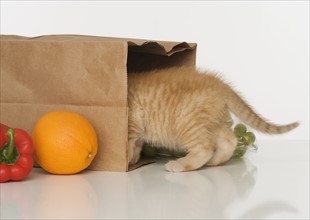 Kitten inside grocery bag.