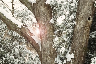 Sun through winter trees.