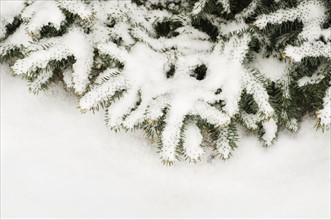 Snow covered pine branch.