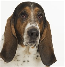 Portrait of a bassett hound.