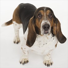 Portrait of a bassett hound.