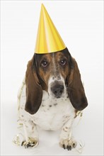 Portrait of bassett hound wearing yellow party hat.