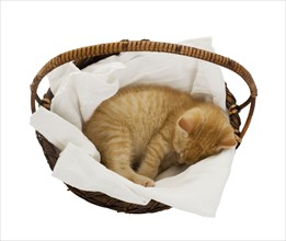 Studio shot of kitten sleeping in basket.