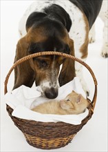 Bassett hound looking at kitten in basket.