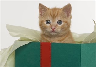 Kitten peeking out of gift box.