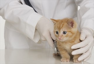 Veterinarian hands examining kitten.