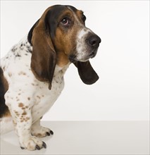 Portrait of a basset hound.