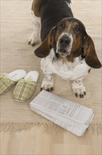 Bassett hound fetching slippers and newspaper.