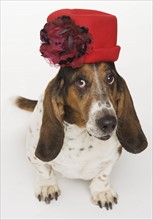 Portrait of bassett hound wearing red hat.