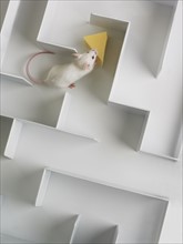 Mouse in a maze.