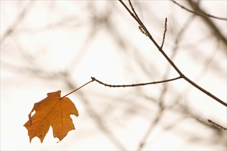 Closeup of lone autumn leaf.