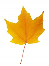 Closeup of an autumn leaf.