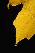 Closeup of fall leaf.