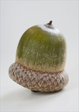 Closeup of an upside down acorn.