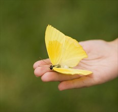 Closeup of a butterfly in a childs hand.