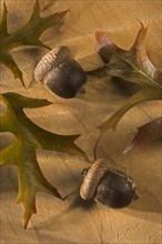 Still life of oak leaves and acorns.