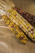 Still life of Indian corn.