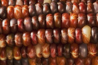 Extreme closeup of Indian corn.