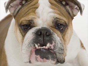 Portrait of a bulldog.