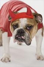 Bulldog dressed as a devil.