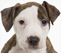 Portrait of a pitbull puppy.
