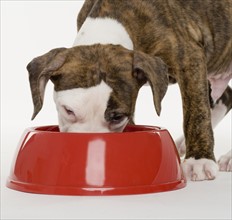 Puppy pitbull eating out of dish.