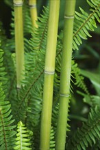 Close up of bamboo and ferns.