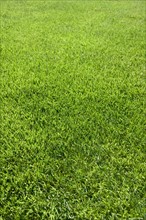 Field of green grass growing outdoors.