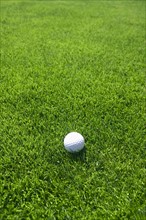 Golf ball on green grass outdoors.