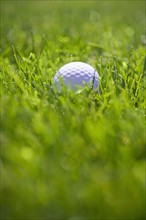Golf ball in long green grass outdoors.