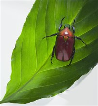 Scarab beetle on leaf.