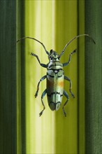 Longhorn Beetle of Cerambycidae family .